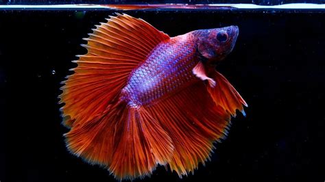 betta white spots